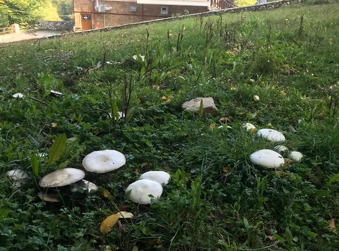 Petropanagia Frühstückspension