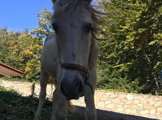 Petropanagia Elatochori